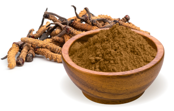 cordyceps militaris extract powder.png